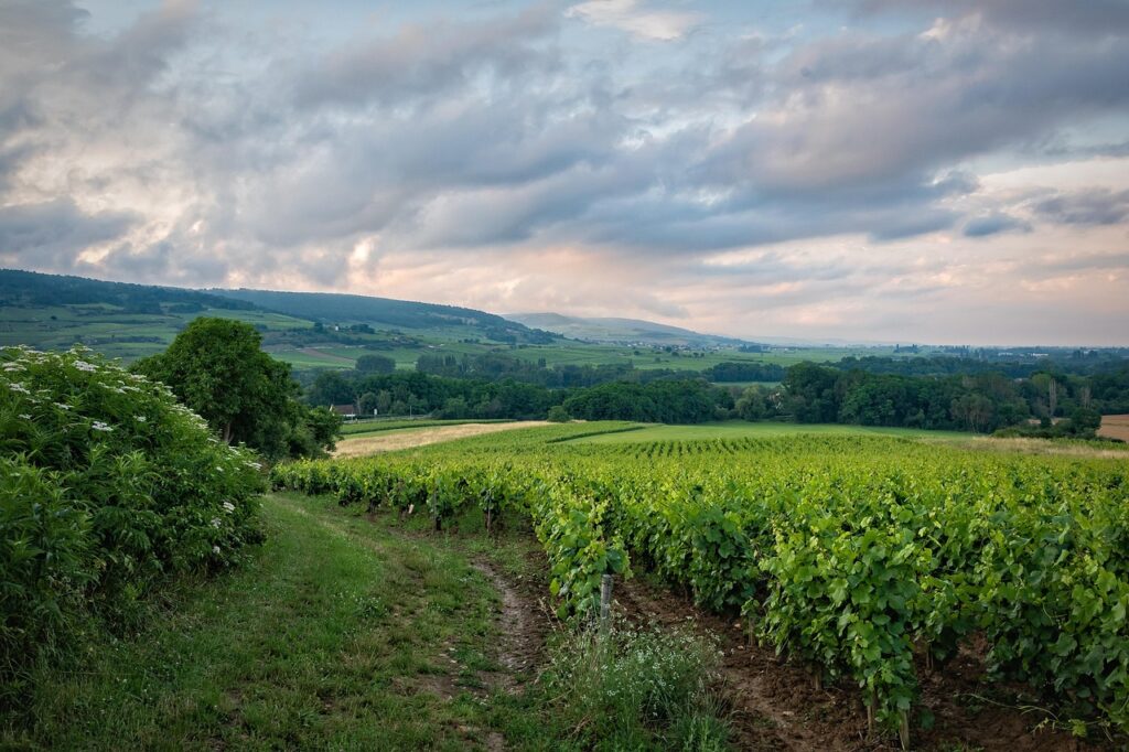 vineyard, field, rural, burgundy, france, landscape, hills, grapevines, plantation, nature, countryside, scenery, summer, evening sky, evening mood, vineyard, vineyard, vineyard, vineyard, vineyard, france, france, france, summer